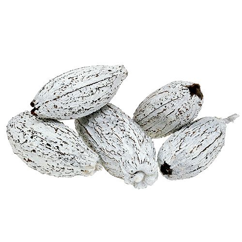 Floristik24 Kakaové plody bílené 15ks