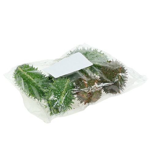 Floristik24 Opuncie 5cm zelenohnědá 6ks
