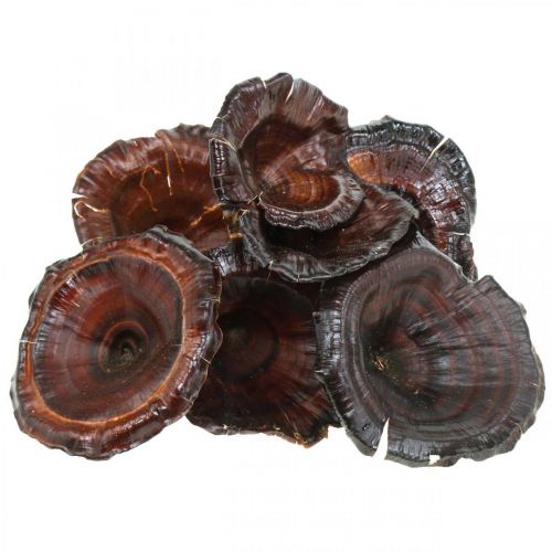 položky Kalix houba přírodní lakovaná dekorace na suché houby velká 50ks