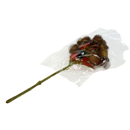 Floristik24 Kaštanová sbírka hnědá 32cm