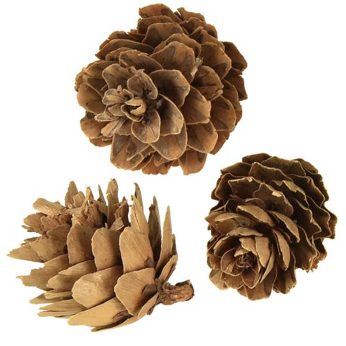 položky Přírodní dekorace z borových šišek v síťce 2,5-3,5 cm 300 g
