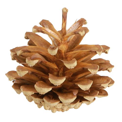 položky Šišky Borovice lesní Pinus sylvestris H3–5cm 1kg