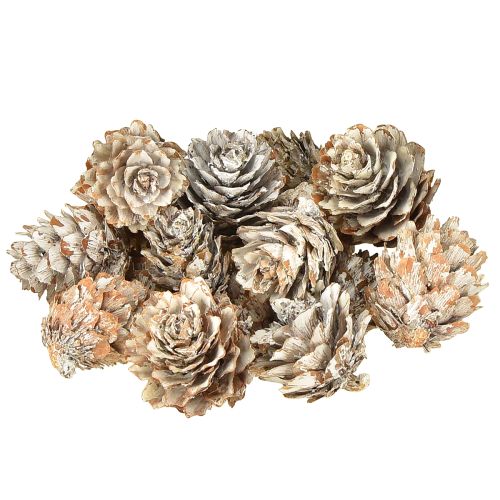 Bílé šišky, dekorace z malých šišek v síťce, 2,5-3,5 cm, 500 g