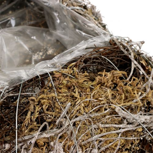 Floristik24 Polštářový mech, liána 25cm x 25cm