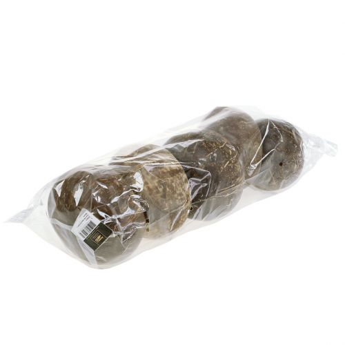 Floristik24 Kokosové skořápky leštěné přírodní 5 ks