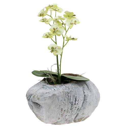 Floristik24 Kokos na výsadbu Bílý 16cm x 22cm H14cm