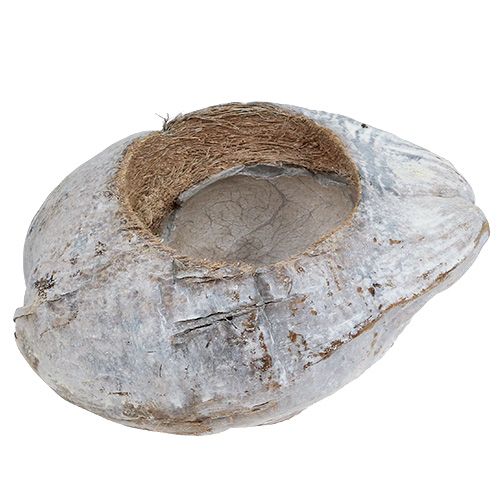 Floristik24 Kokos na výsadbu Bílý 16cm x 22cm H14cm