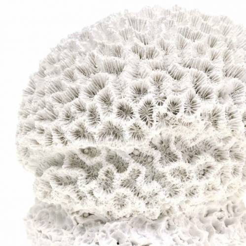 položky Námořní Deco Coral Plaster White Ø10cm 2ks