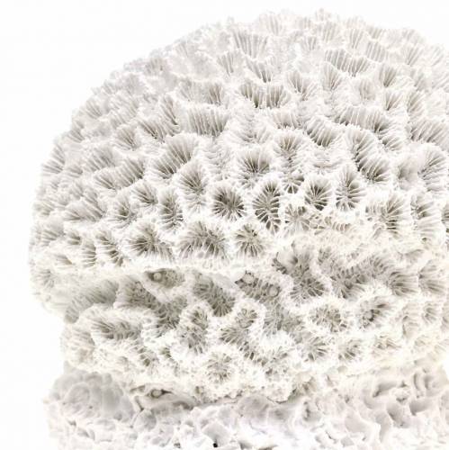 Floristik24 Námořní Deco Coral Plaster White Ø10cm 2ks