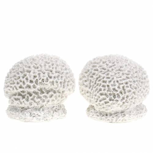 Floristik24 Námořní Deco Coral Plaster White Ø10cm 2ks