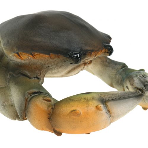 Floristik24 Deco krab a humr 11cm - 15cm
