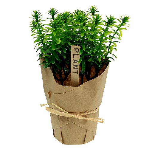 Floristik24 Bylinky v květináči 16cm zelené