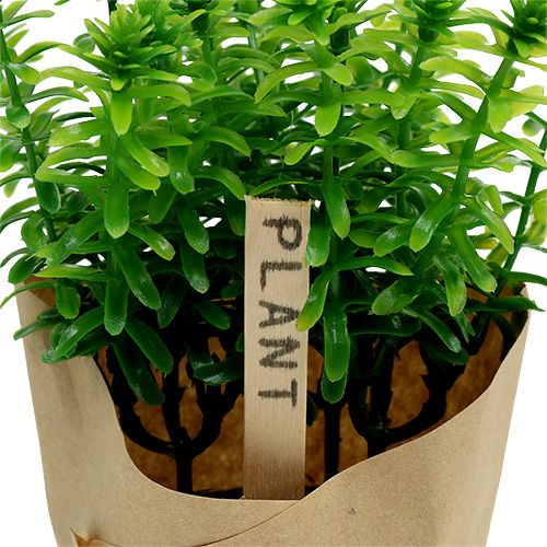 Floristik24 Bylinky v květináči 16cm zelené
