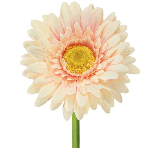 Umělé květiny Gerbera Meruňka 47cm