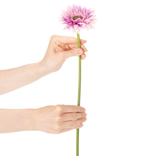 Umělé zahradní květiny gerbery, fialové, 47 cm, 6 kusů | Floristik24.cz