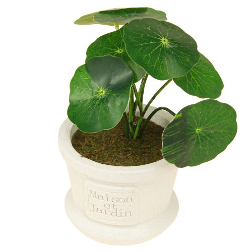 položky Umělé zelené rostliny mini rostlinky v květináči 15cm 3ks
