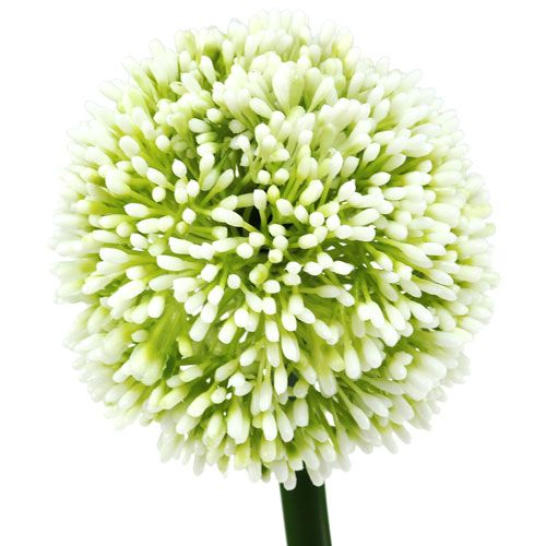 položky Umělá Allium White Ø10cm L65cm
