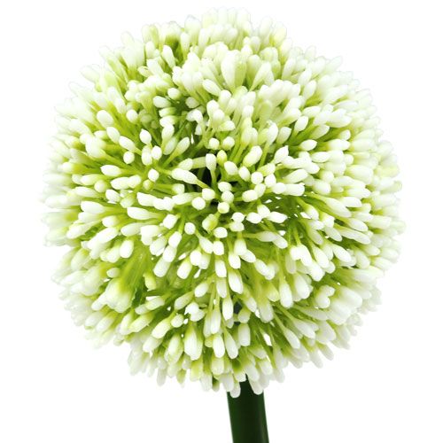 Floristik24 Umělá Allium White Ø10cm L65cm