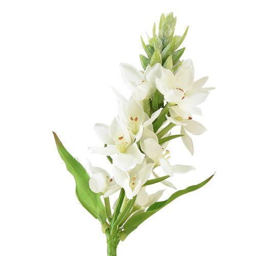 Floristik24 Umělý květ mléčná hvězda bílá 50cm