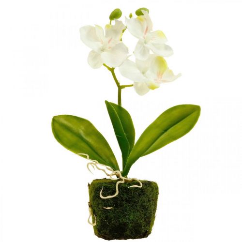 položky Umělé orchideje Umělý květ orchidej bílá 20cm