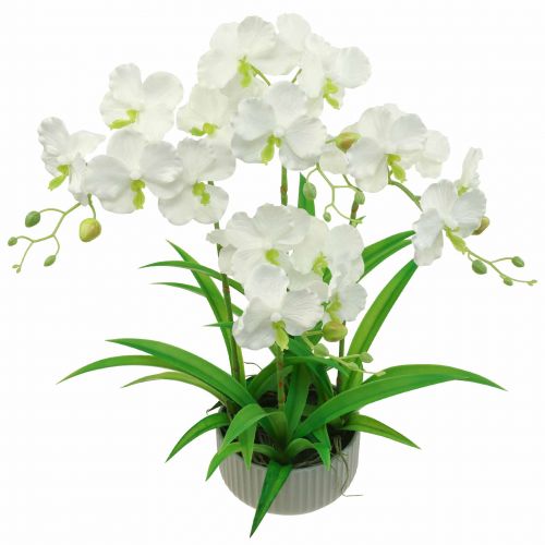 Floristik24 Umělé orchideje umělé květiny v květináči bílé 60cm