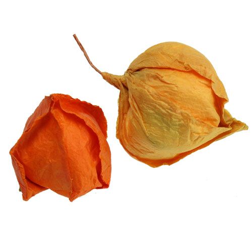 Floristik24 Umělý druh Physalis. 32 ks