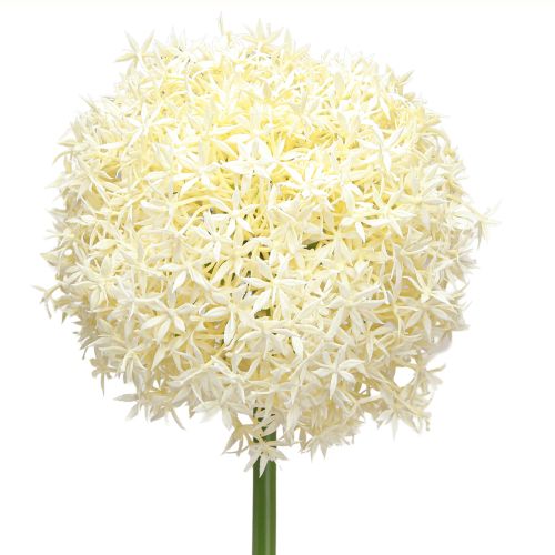 Floristik24 Umělá Allium krémová bílá okrasná cibule Ø18cm L90cm