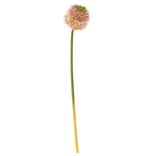 položky Umělý česnek okrasný allium růžovozelený Ø10cm L65cm