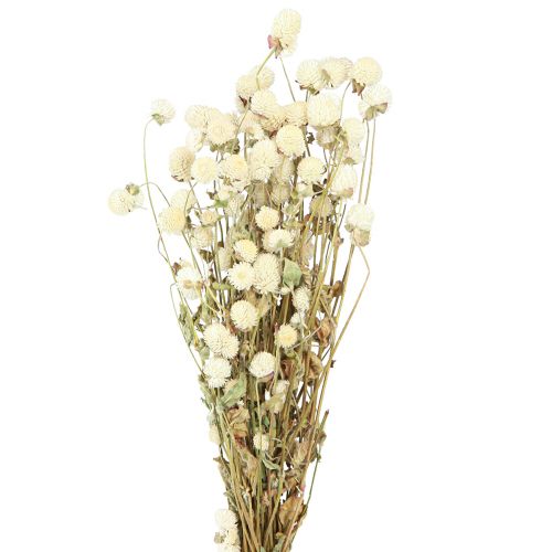 Floristik24 Globe Amaranth Gomphrena Globosa přírodní krém L45cm 100g