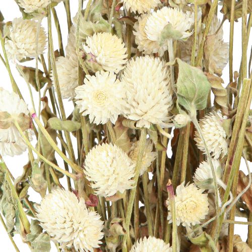 Floristik24 Globe Amaranth Gomphrena Globosa přírodní krém L45cm 100g