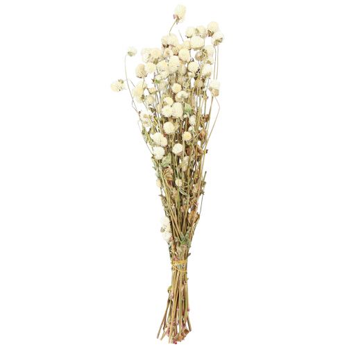 Floristik24 Globe Amaranth Gomphrena Globosa přírodní krém L45cm 100g