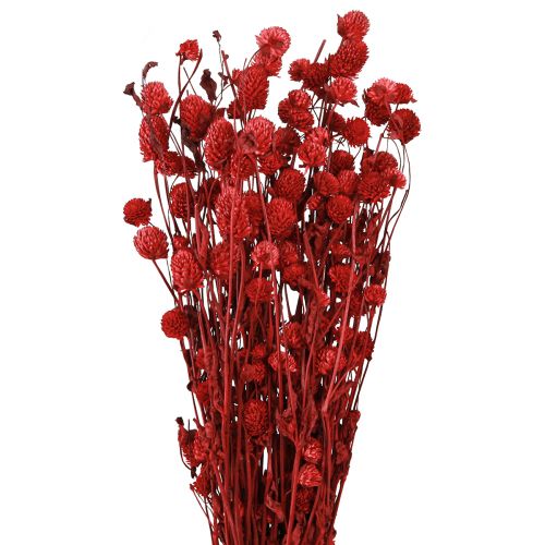 položky Globe amarant Gomphrena Globosa v tmavě červené L45cm 100g