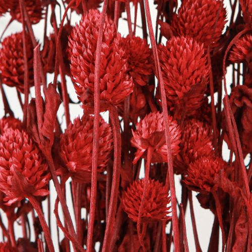 položky Globe amarant Gomphrena Globosa v tmavě červené L45cm 100g