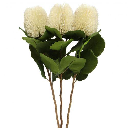 Floristik24 Umělé květiny, Banksia, Proteaceae Krémová bílá L58cm H6cm 3ks