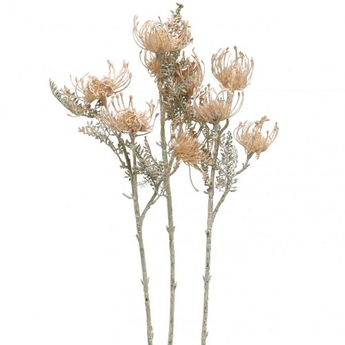 Umělé květiny, jehelníček, Leucospermum, Proteaceae prané bílé L58cm 3ks