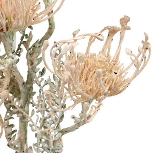 Umělé květiny, jehelníček, Leucospermum, Proteaceae prané bílé L58cm 3ks