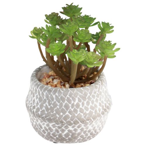 Floristik24 Umělé rostliny sukulenty umělá zelená rostlina 11-14cm 3ks