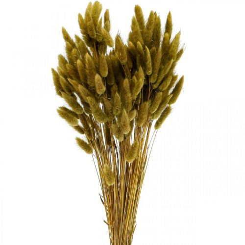 Floristik24 Lagurus sušená oliva z králičího ocasu 65-70cm 100g