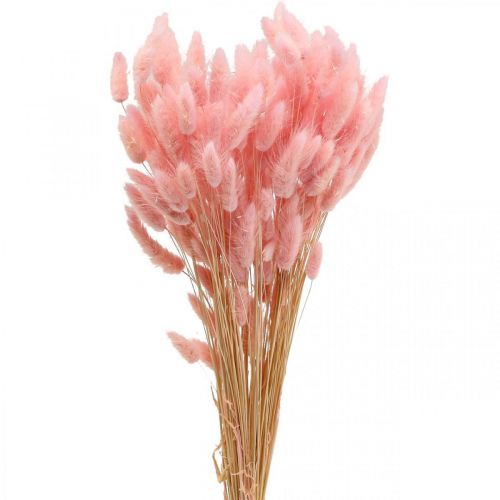 Floristik24 Lagurus sušený králičí ocas tráva světle růžová 65-70cm 100g