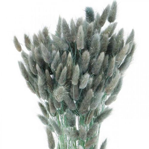 Floristik24 Lagurus sušený králičí ocas tráva modrá zelená 65-70cm 100g