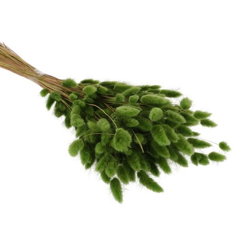 položky Sušený lagurus (zaječí ocas) 65-70 cm 100 g