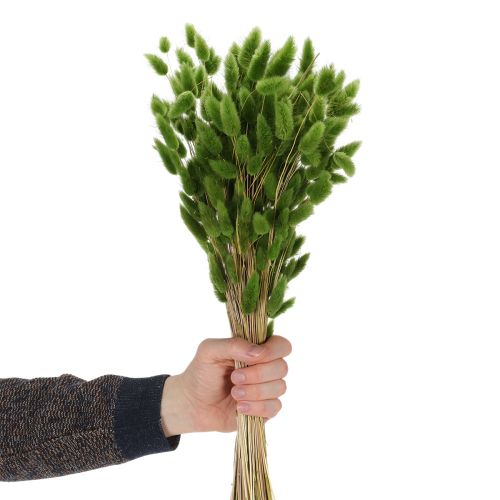 položky Sušený lagurus (zaječí ocas) 65-70 cm 100 g