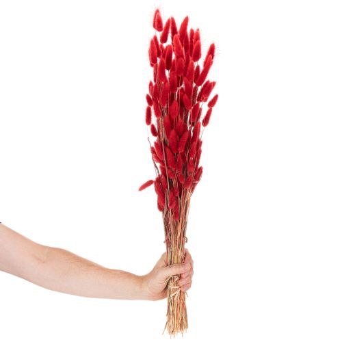 Sušená květinová kytice Lagurus, dekorace ze sušených květin, 70 cm, 100 g | Floristik24.cz