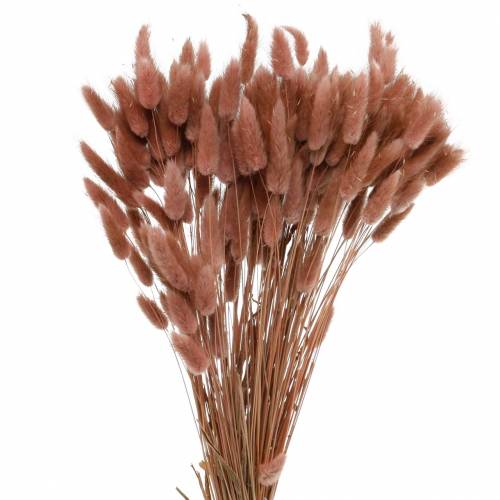 Floristik24 Suché květinářství králičí ocásek tráva Lagurus červenohnědá 100g