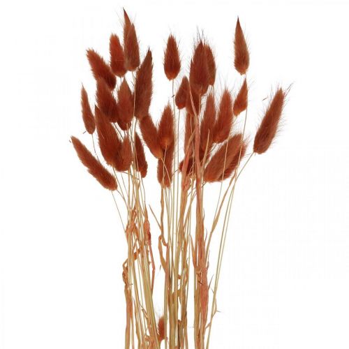 Floristik24 Suchá tráva rez červená, přírodní dekorace, lagurus, suché květinářství L45–50cm 30ks