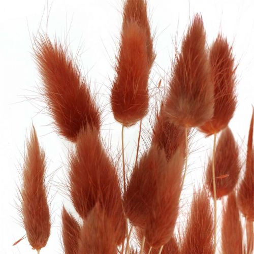položky Suchá tráva rez červená, přírodní dekorace, lagurus, suché květinářství L45–50cm 30ks
