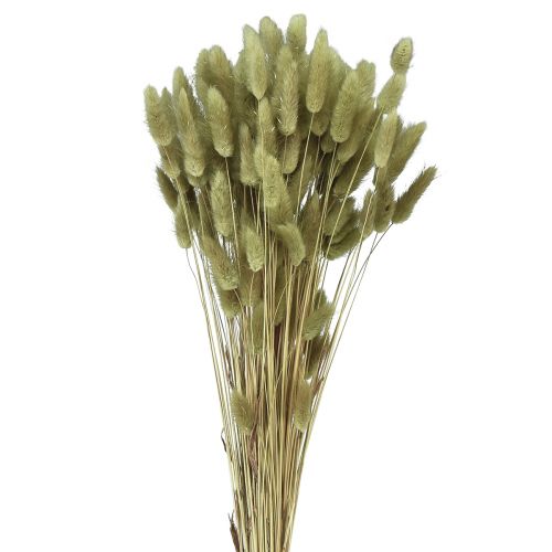 položky Lagurus sušená oliva z králičího ocasu 65-70cm 100g