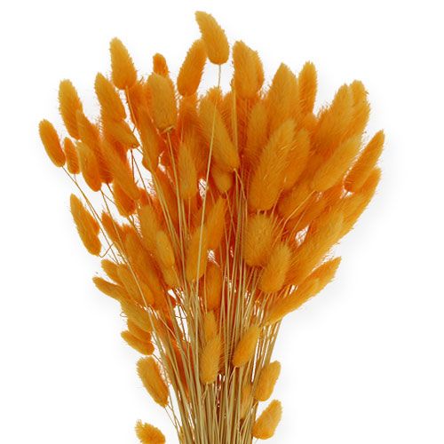 položky Dekorativní tráva pomerančový Lagurus 100 gr