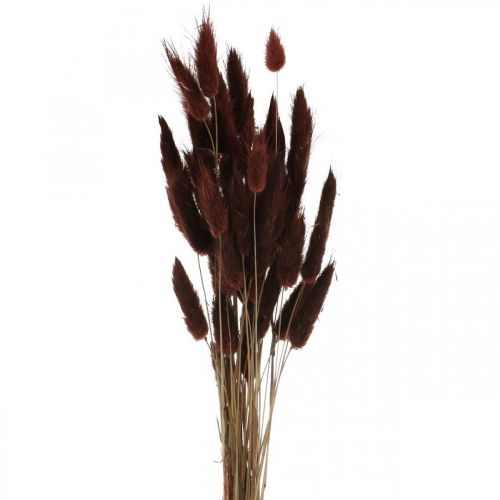 Suché květinářství, dekorativní tráva, Lagurus Brown L35–50cm 25g