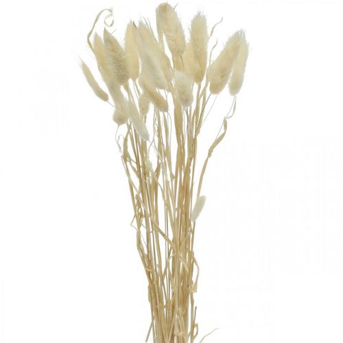Floristik24 Lagurus sušená dekorace, sametová tráva, tráva z králičího ocásku, suchá dekorace bělená L20–60cm 30ks